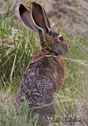 Lepus californicus